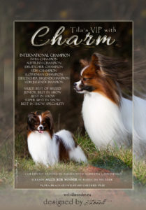 ad Papillon 209x300 - Webgrafiken