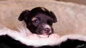 IMG 0667 300x169 - Puppyshootings Tila's Kennel