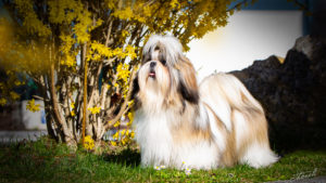 IMG 2004b 300x169 - Shih Tzu Shooting Kennel Ping-Ting-Schan