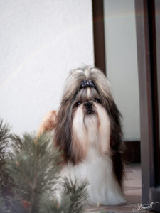 IMG 2457b 225x300 - Shih Tzu Shooting Kennel Ping-Ting-Schan