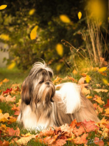 IMG 3691 3b 225x300 - Shih Tzu Shooting Kennel Ping-Ting-Schan