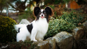 IMG 7311b 300x169 - StudDogShooting De La Montez