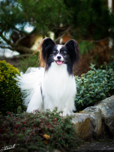IMG 7319b 225x300 - StudDogShooting De La Montez