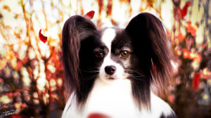 IMG 7336b 300x169 - StudDogShooting De La Montez