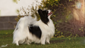 IMG 7403b 300x169 - StudDogShooting De La Montez
