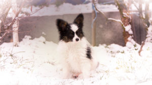 IMG 7533b 300x169 - Puppyshootings Tila's Kennel