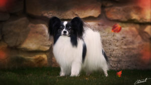 IMG 7561b 300x169 - StudDogShooting De La Montez