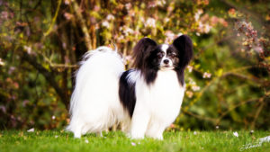 IMG 7638b 300x169 - StudDogShooting De La Montez