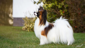 IMG 7709b 300x169 - StudDogShooting De La Montez