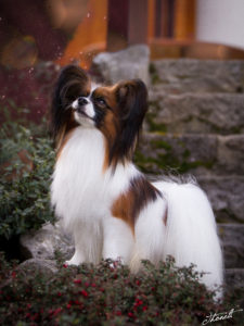 IMG 7795b 225x300 - StudDogShooting De La Montez