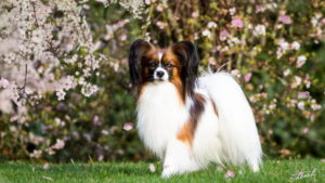 IMG 7900b3 300x169 - StudDogShooting De La Montez