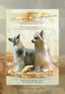ad Powder Puff 209x300 - Webgrafiken