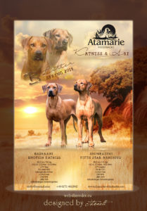 ad ridgeback 209x300 - Webgrafiken