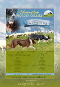 mockup Border Collies 209x300 - Webgrafiken