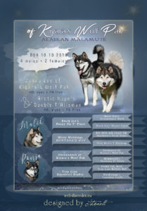 ad malamute 2 209x300 - Webgrafiken