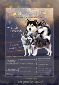 ad malamute 209x300 - Webgrafiken