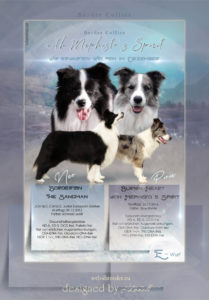 ad Border Collie3 1 209x300 - Webgrafiken