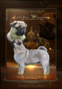 ad mops4 209x300 - Webgrafiken