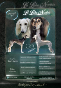 ad saluki 1 209x300 - Webgrafiken