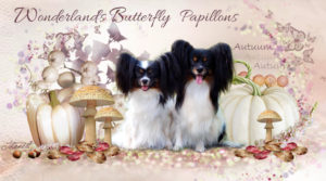 fb autuum 300x167 - Webgrafiken