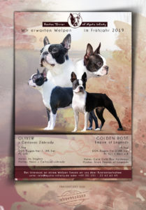 ad Bostons 209x300 - Webgrafiken