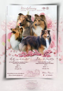 ad collies 209x300 - Webgrafiken